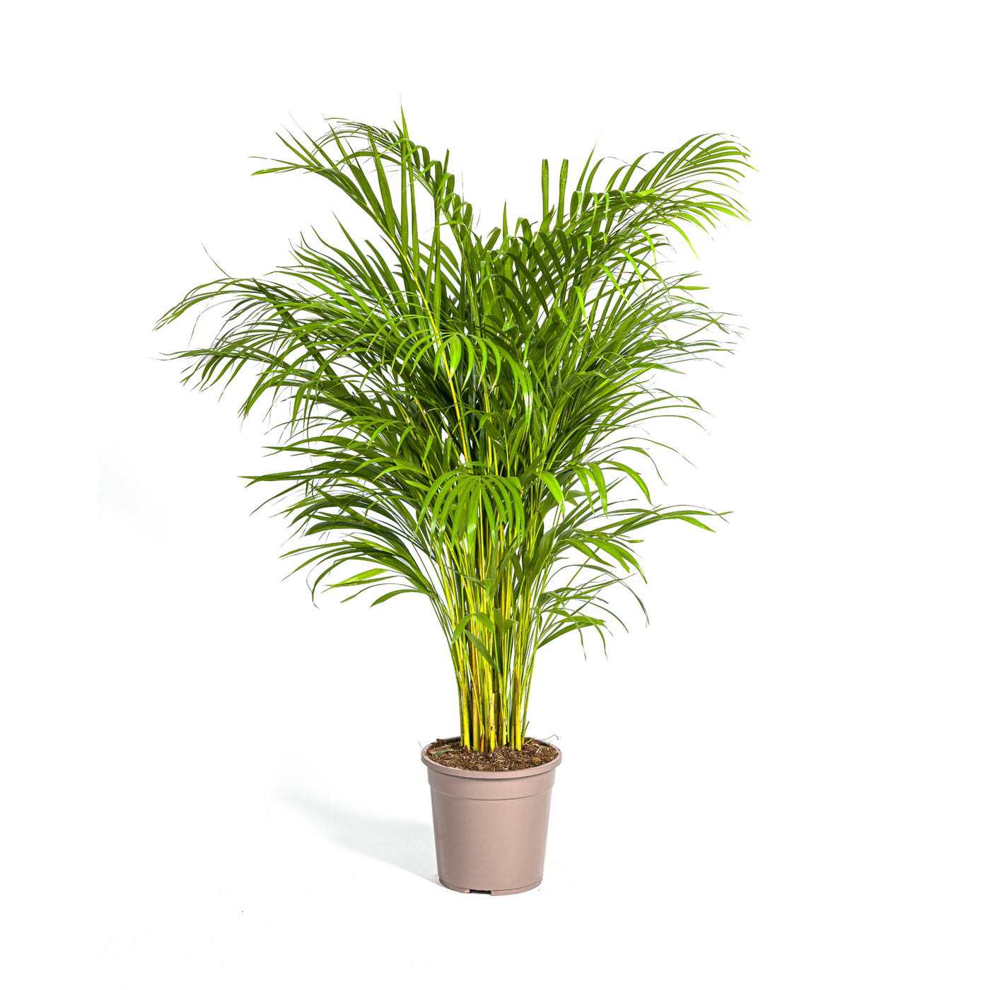 Arecapalm - Dypsis lutescens - Ø24cm - ↕130cm