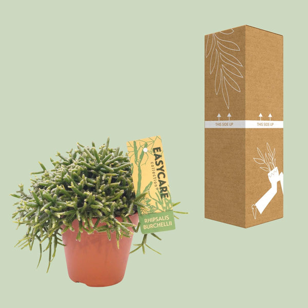 Rhipsalis Burchellii - Ø12cm↕20cm