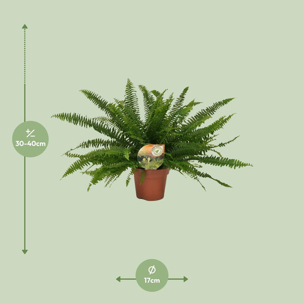 Hangende Varen - Nephrolepis Green Lady - Ø17cm - ↕40cm