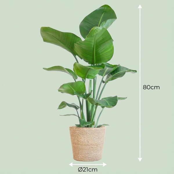 Witte paradijsvogelplant - Strelitzia nicolai - incl. Zeegraskorf - Naturel - Ø21cm - ↕80cm