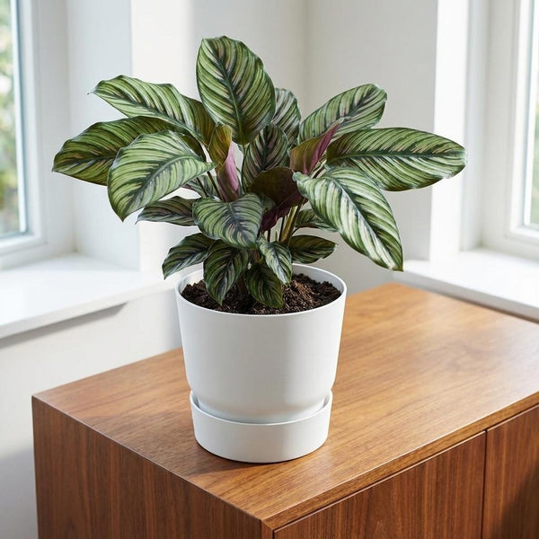 Pot Elho greenville round - white - Ø20cm