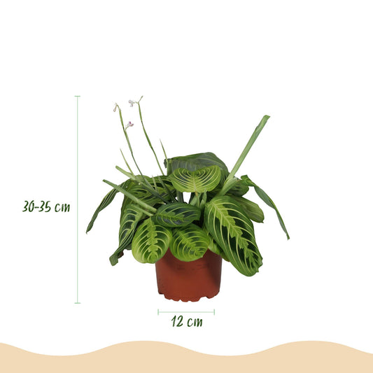 Gebedsplant - Maranta Fascinator Lemon Lime - Ø12cm - ↕25cm