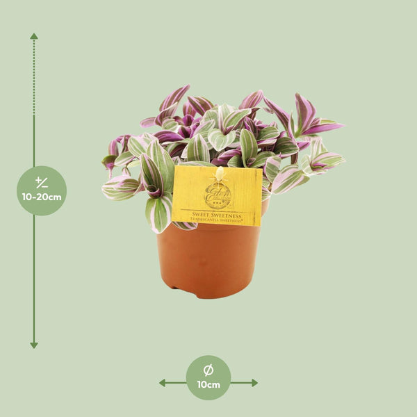 Tradescantia Sweetness - Ø10cm