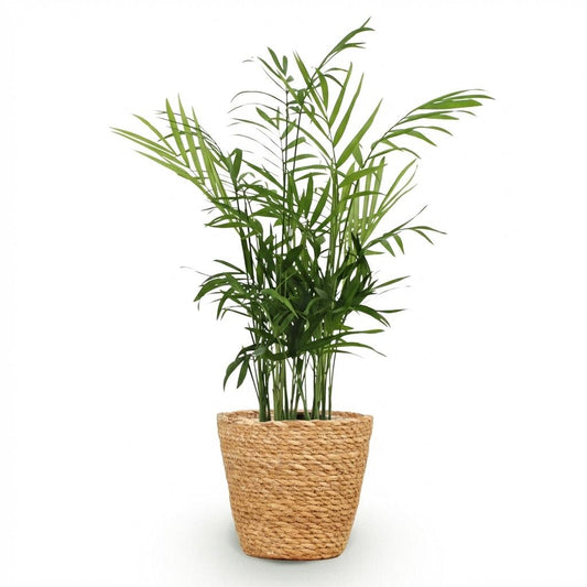 Bergpalm - Chamaedorea elegans - Ø12cm - ↕15cm