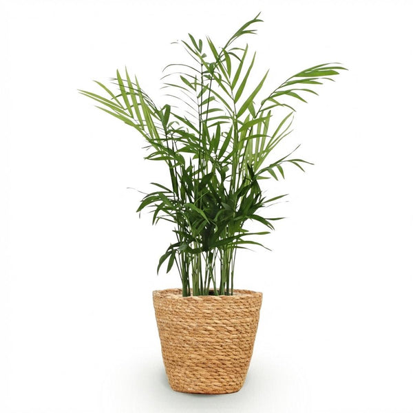 Bergpalm - Chamaedorea elegans - Ø12cm - ↕15cm
