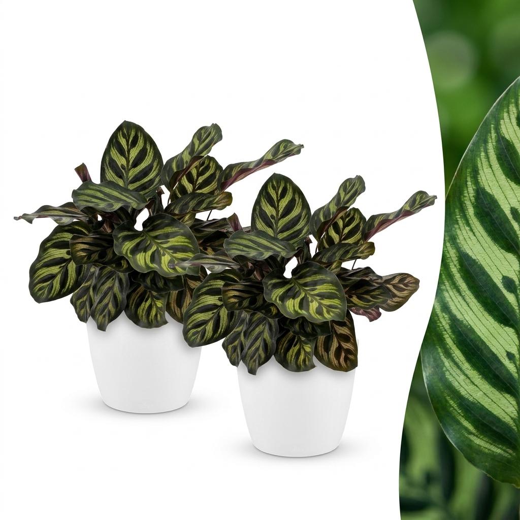 2x Pauwenplant - Calathea makoyana - incl. Elho Potter - wit - Ø12cm - ↕25cm
