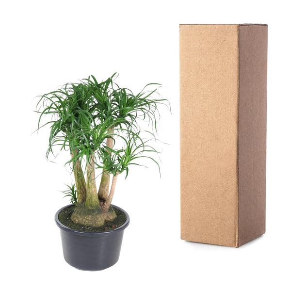 Beaucarnea vertakt - Ø41cm - ↕110cm