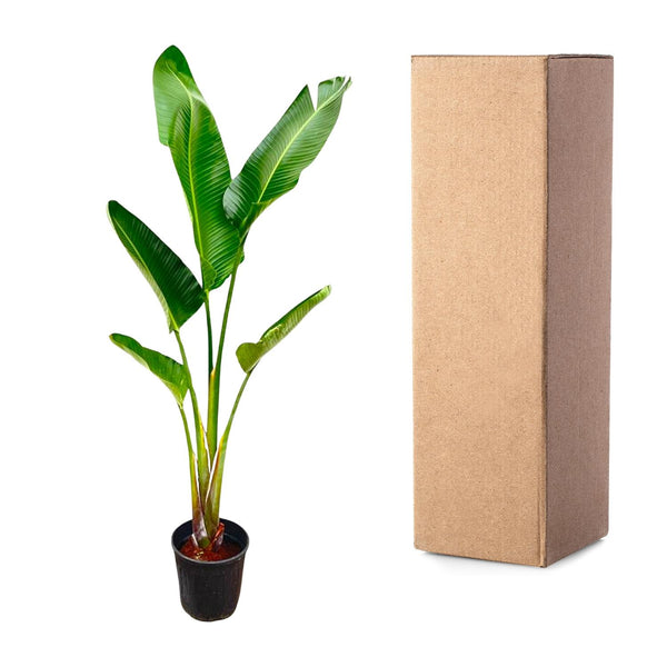 Witte paradijsvogelplant - Strelitzia augusta - Ø30cm - ↕210cm