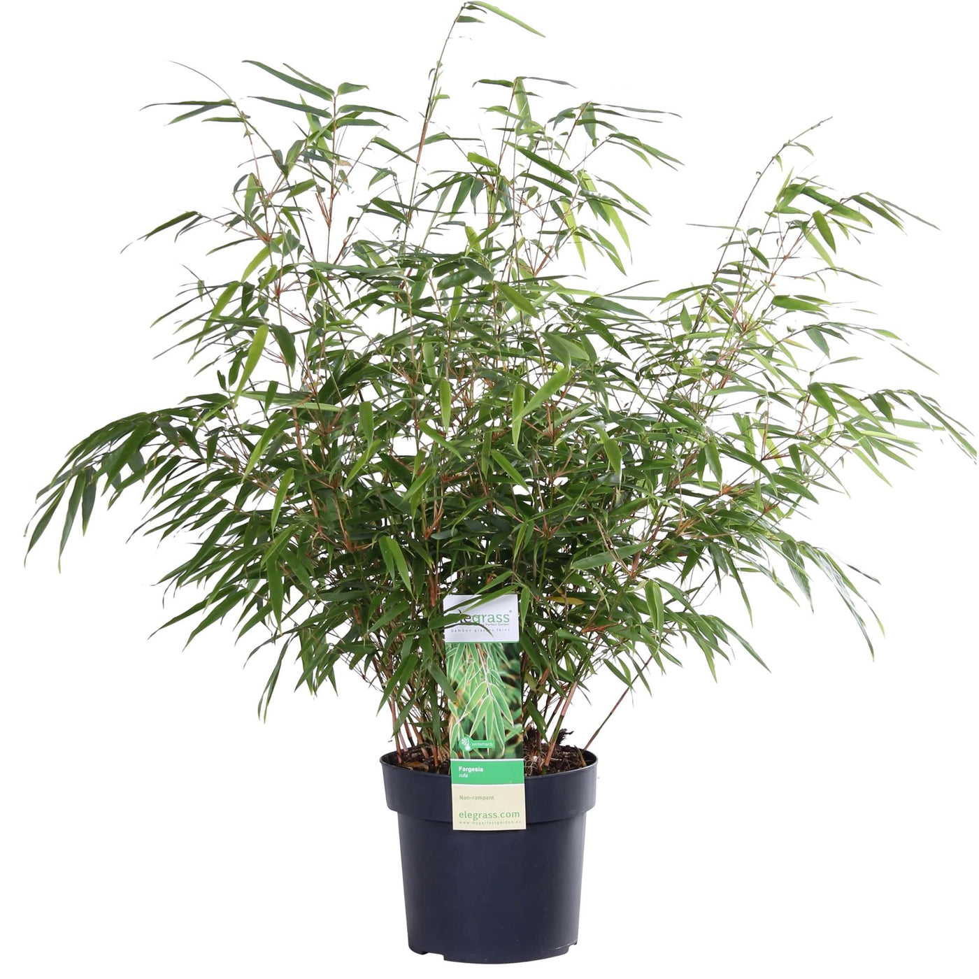 Bamboe - Fargesia rufa - Ø19cm - ↕60cm