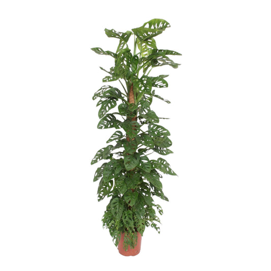 Gatenplant - Monstera Monkey Leaf mosstok - Ø27cm - ↕170cm