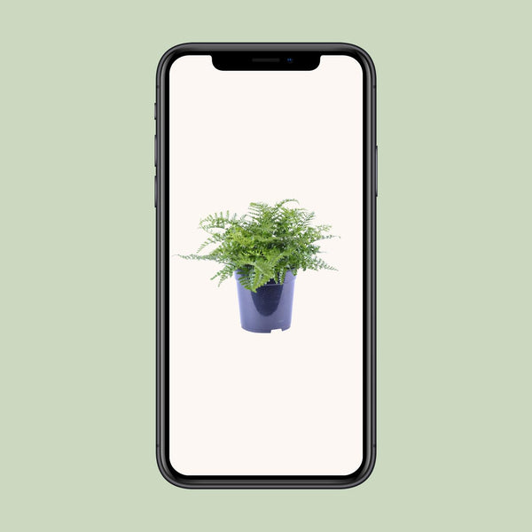 Tongvaren - Asplenium Parvati - Ø21cm - ↕40cm