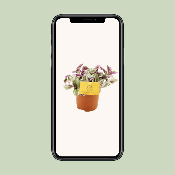 Tradescantia Sweetness - Ø10cm