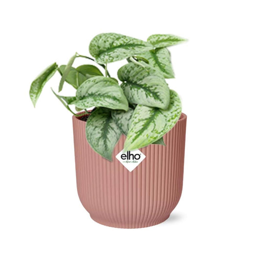 Satijnpothos - Scindapsus pictus 'Trebie' - incl. Elho Vibes Fold Roze - ↕14cm