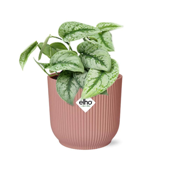 Satijnpothos - Scindapsus pictus 'Trebie' - incl. Elho Vibes Fold Roze - ↕14cm