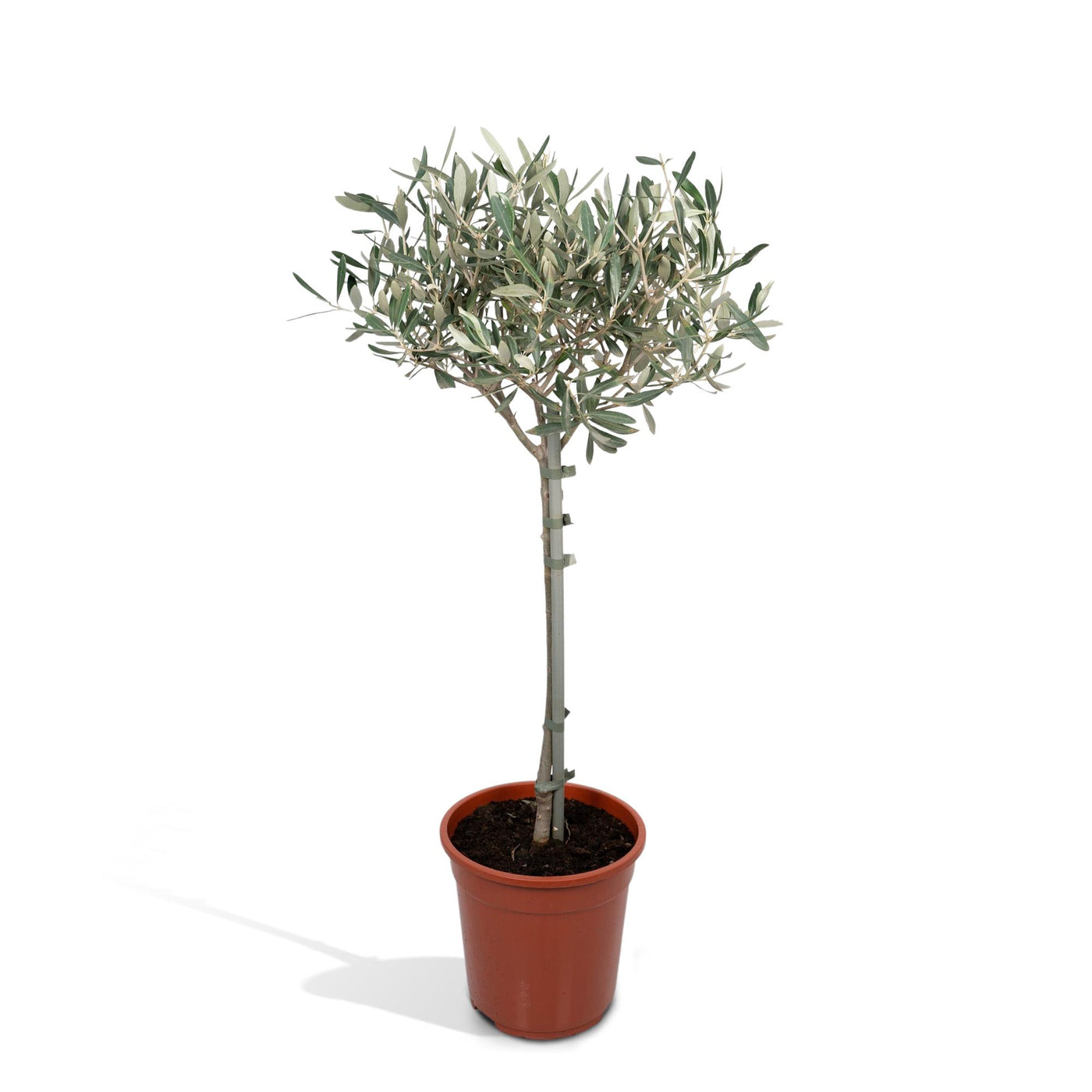 Olijfboom - Olea - Ø19cm - ↕90cm