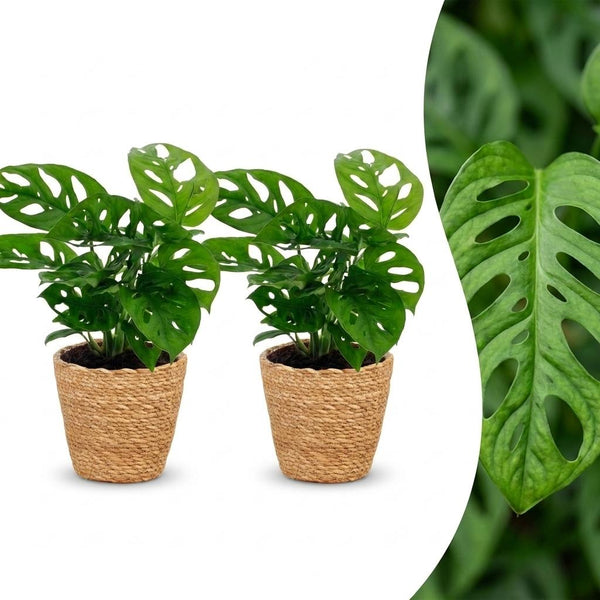 2x Gatenplant - Monstera adansonii Mosstok - incl. mand - Ø12cm - ↕25cm