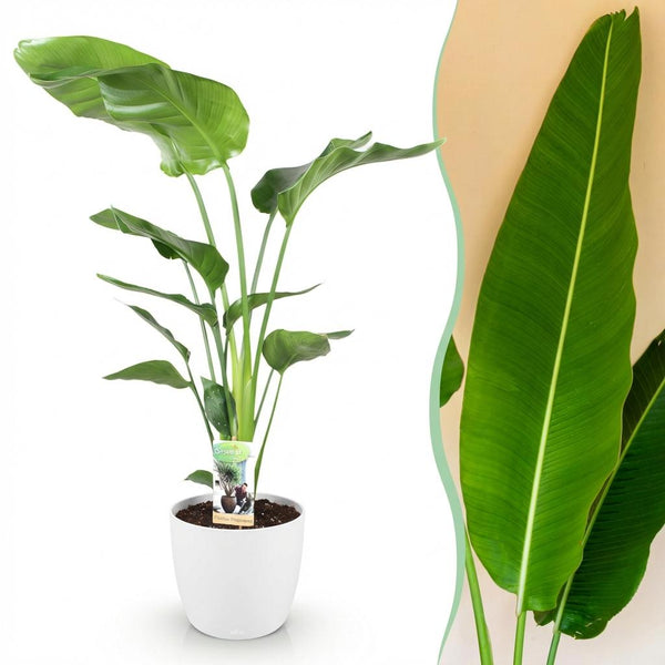 Witte paradijsvogelplant - Strelitzia nicolai - Ø21cm - ↕110-120cm