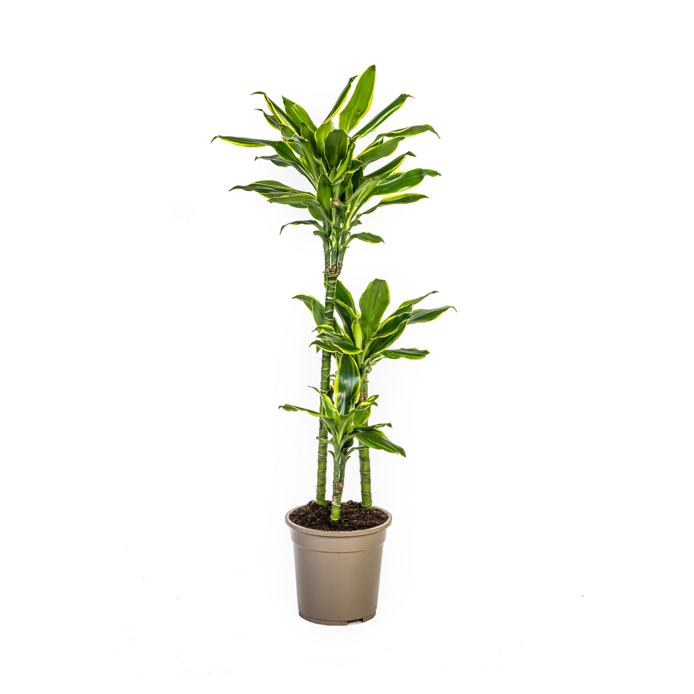 Drakenbloedboom - Dracaena fragrans Golden Coast - Ø21cm - ↕100cm