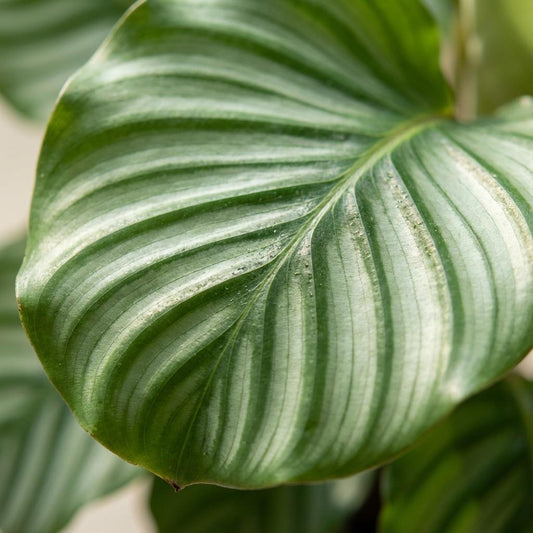 Pauwenplant - Calathea Orbifolia - Ø21cm - ↕60-70cm