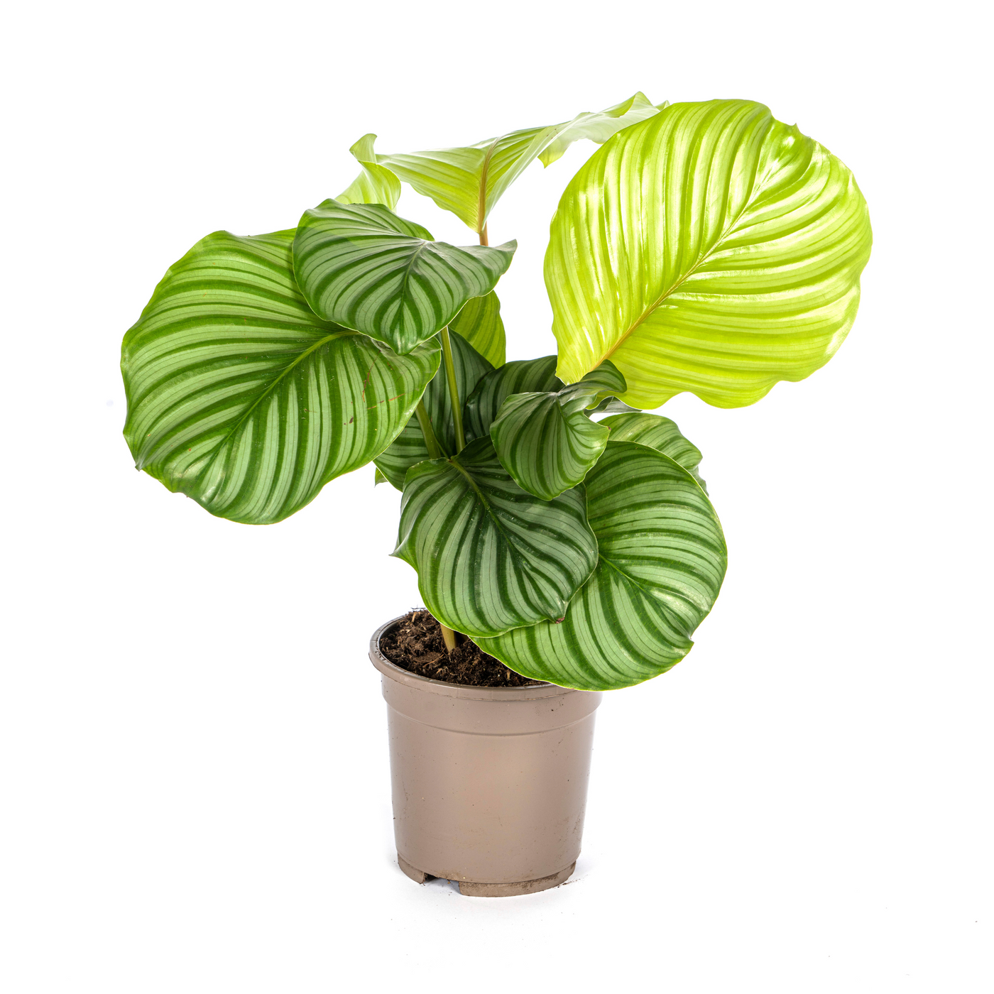 Pauwenplant - Calathea orbifolia - Ø17cm - ↕45cm