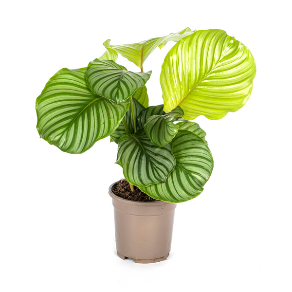 Pauwenplant - Calathea orbifolia - Ø17cm - ↕45cm