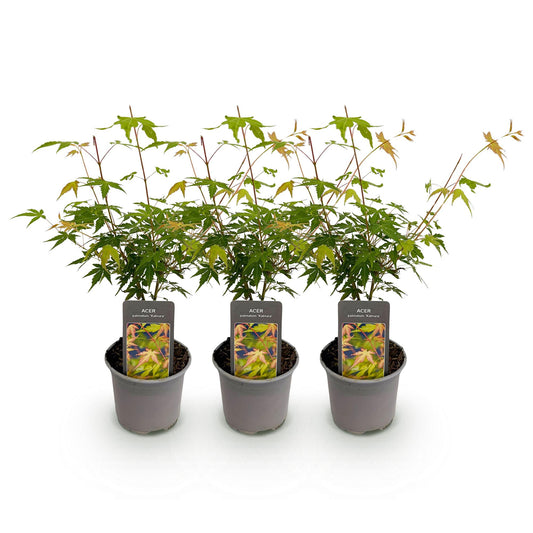 Japanse Esdoorn - Acer palmatum Katsura - Oranje - Ø12cm - ↕35cm