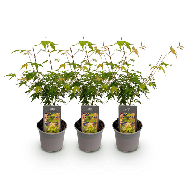 Japanse Esdoorn - Acer palmatum Katsura - Oranje - Ø12cm - ↕35cm