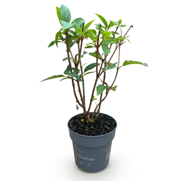 Pluimhortensia - Hydrangea paniculata 'Living Pink & Rose' - Ø12cm - ↕20-30cm