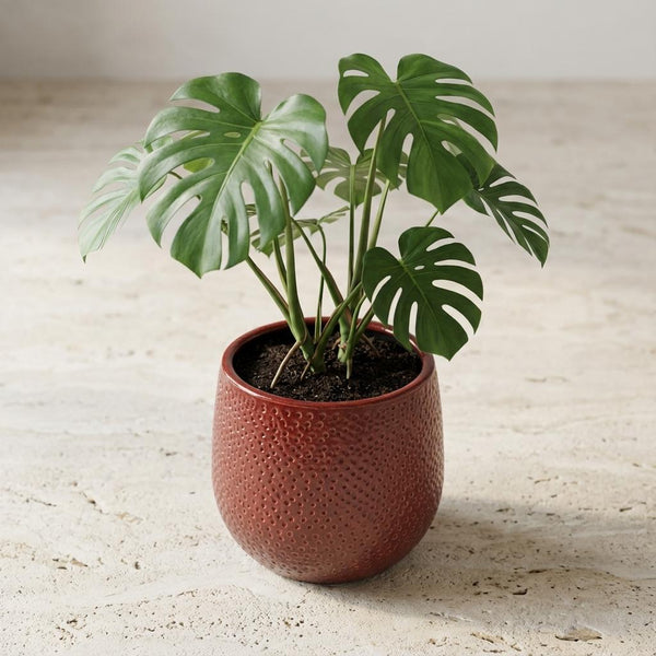 Pot Gabriel rond - bordeaux - Ø14cm