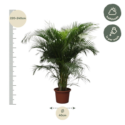 Arecapalm - Dypsis lutescens - Ø40cm - ↕230cm