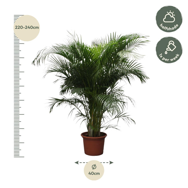 Arecapalm - Dypsis lutescens - Ø40cm - ↕230cm