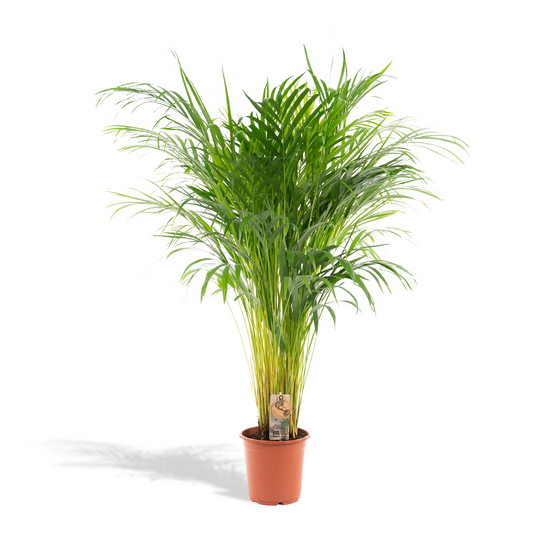 Arecapalm - Areca palm - Ø21cm - ↕100cm