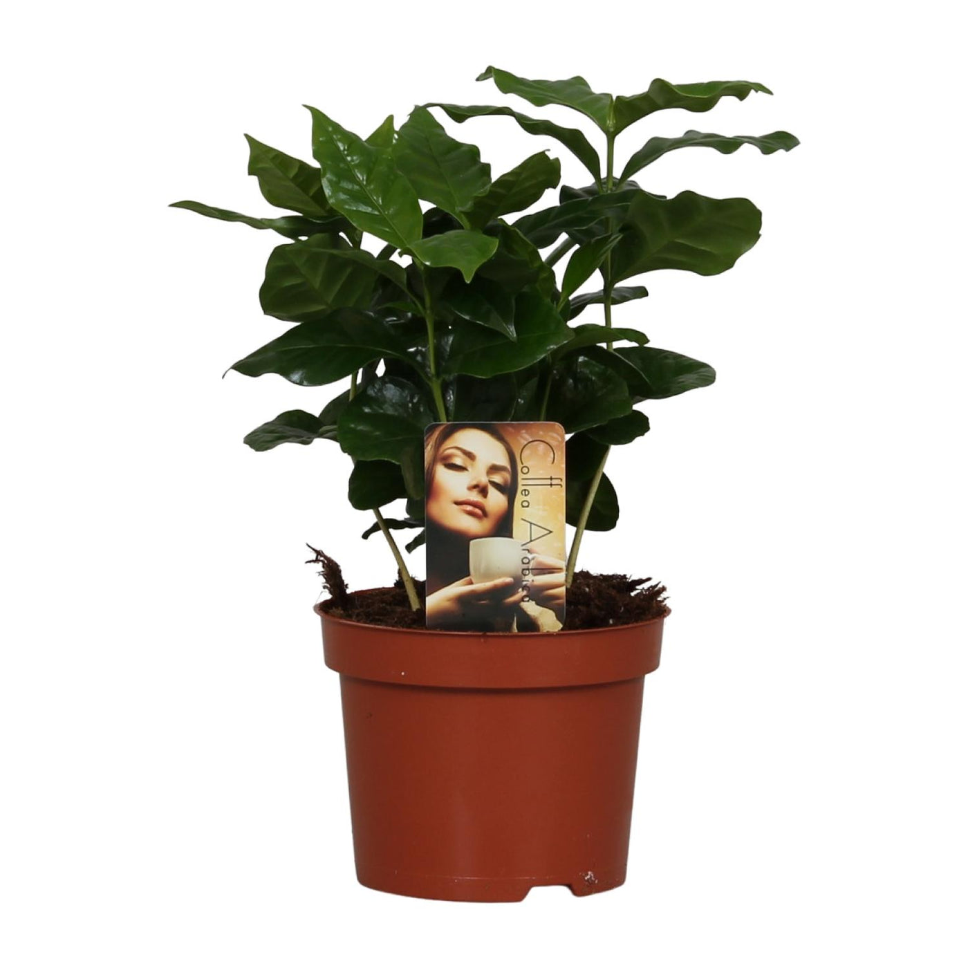 Koffieplant - Coffea arabica - Ø12cm - ↕25cm