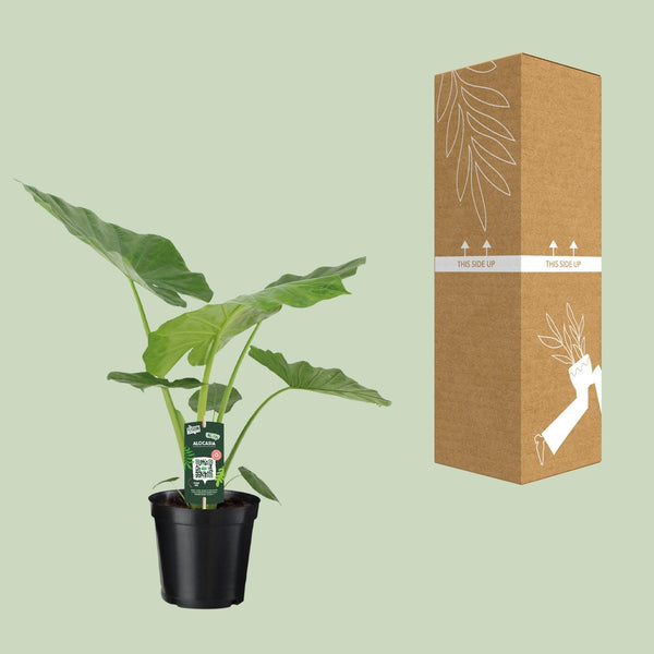 Olifantsoor - Alocasia Macrorrhiza - Ø19cm - ↕70cm