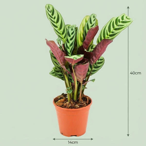 Ctenanthe Burle-Marxii - Ø14cm - ↕35-40cm