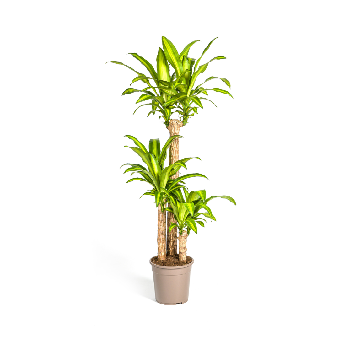 Drakenbloedboom - Dracaena fragrans 'Massangeana' - Ø24cm - ↕140cm