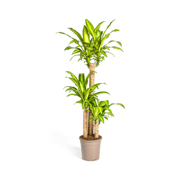 Drakenbloedboom - Dracaena fragrans 'Massangeana' - Ø24cm - ↕140cm