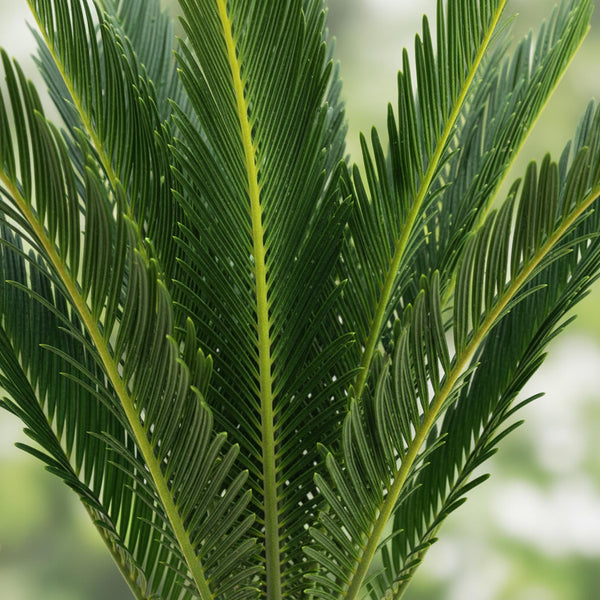 Cycas revoluta - Palmvaren - Ø15cm - ↕45-55cm