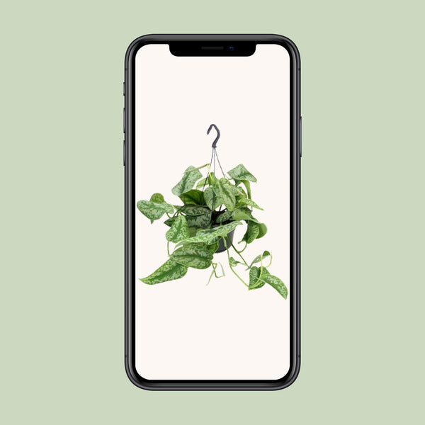 Satijnpothos - Scindapsus pictus 'Trebie' - Ø15cm - ↕25cm
