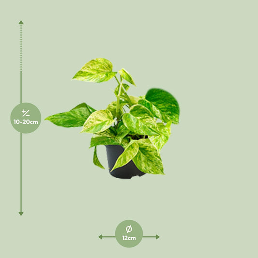 Pothos - Epipremnum aureum 'Marble Queen' - Ø15cm - ↕25cm