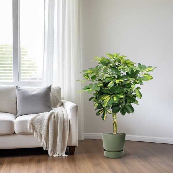 Vingerboom - Schefflera Arboricola Gold Capella - Ø19cm - ↕75cm