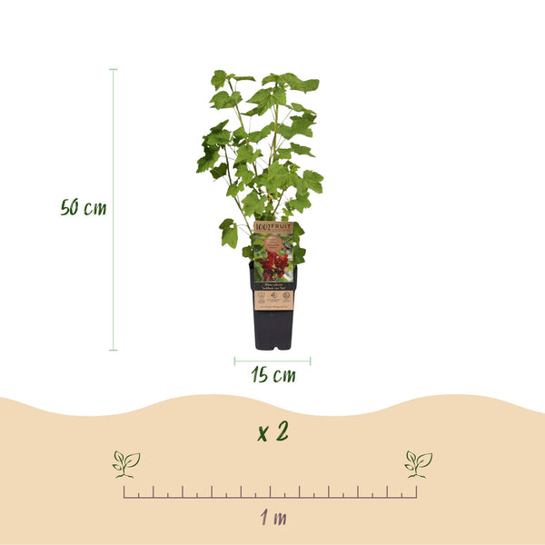 Bessenplant - Ribes rubrum Jonkheer van Tets - Ø15cm - ↕50cm