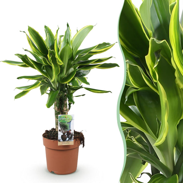Drakenbloedboom - Dracaena fragrans Golden Coast - Ø17cm - ↕50-55cm