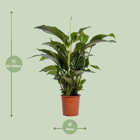 Lepelbloem - Spathiphyllum Bellini - Ø24cm - ↕100cm