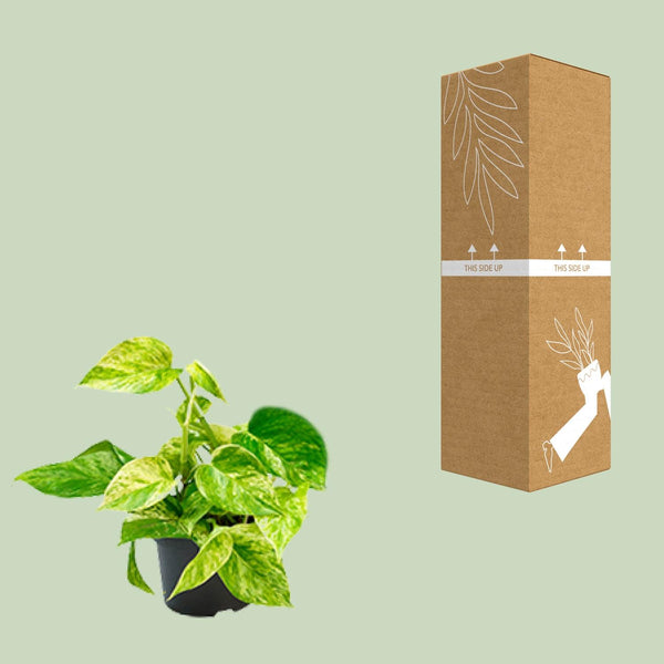 Pothos - Epipremnum aureum 'Marble Queen' - Ø15cm - ↕25cm