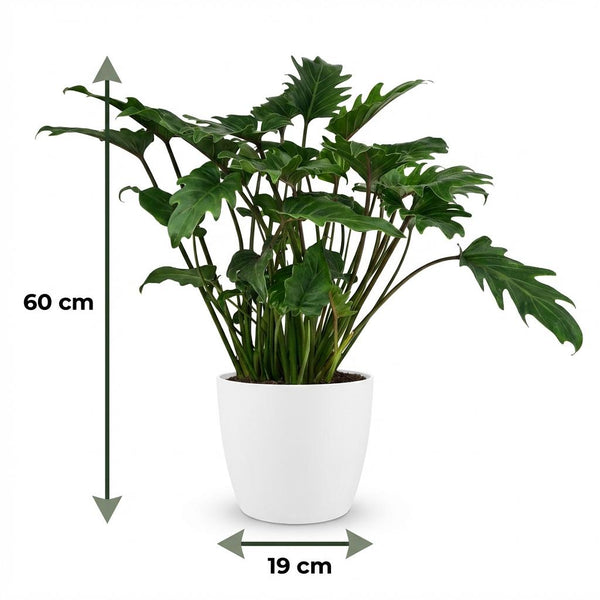 Philodendron Xanadu - Ø19cm - ↕60cm
