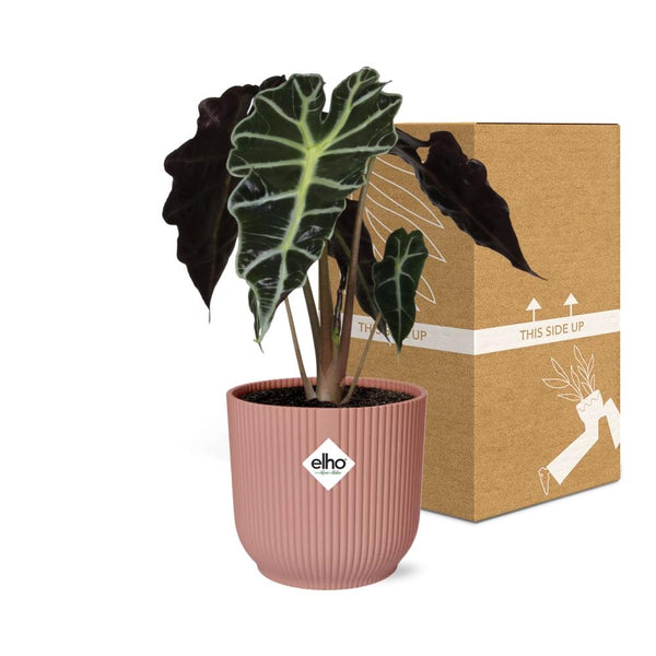 Olifantsoor - Alocasia ‘Polly’ - incl. Elho Vibes Fold Roze - ↕14cm
