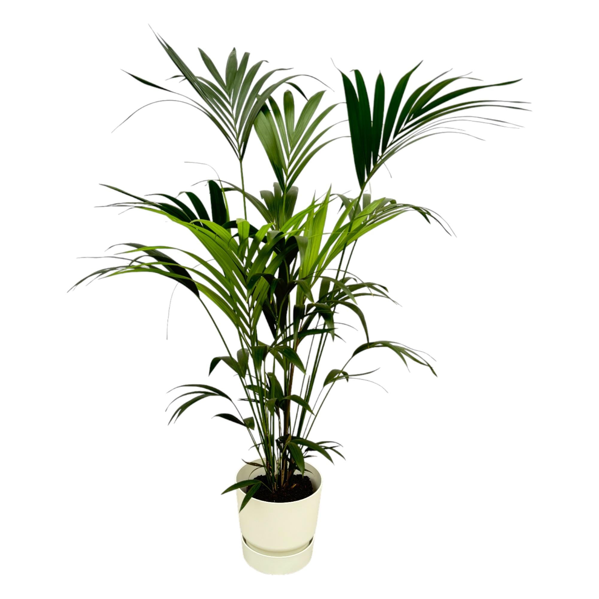 Kentiapalm - Kentia palm - incl. Elho Greenville Round wit - Ø30cm - ↕160cm