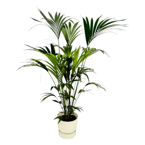 Kentiapalm - Kentia palm - incl. Elho Greenville - wit - Ø30cm - ↕160cm