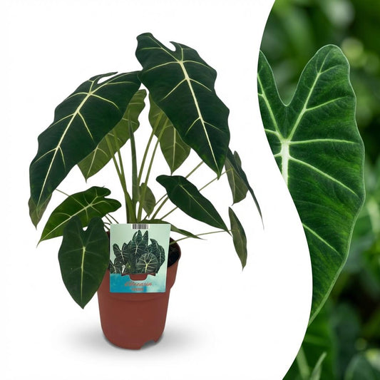 Olifantsoor - Alocasia Frydek - Ø19cm - ↕60cm